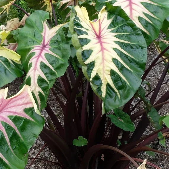 Waikiki Elephant Ear (Colocasia ‘Waikiki’) Care Guide