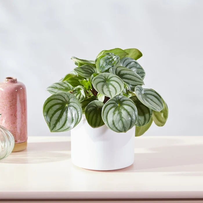 Watermelon Peperomia (Peperomia argyreia) Care Guide