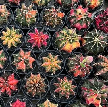 Tye-Dye Cactus Care Guide
