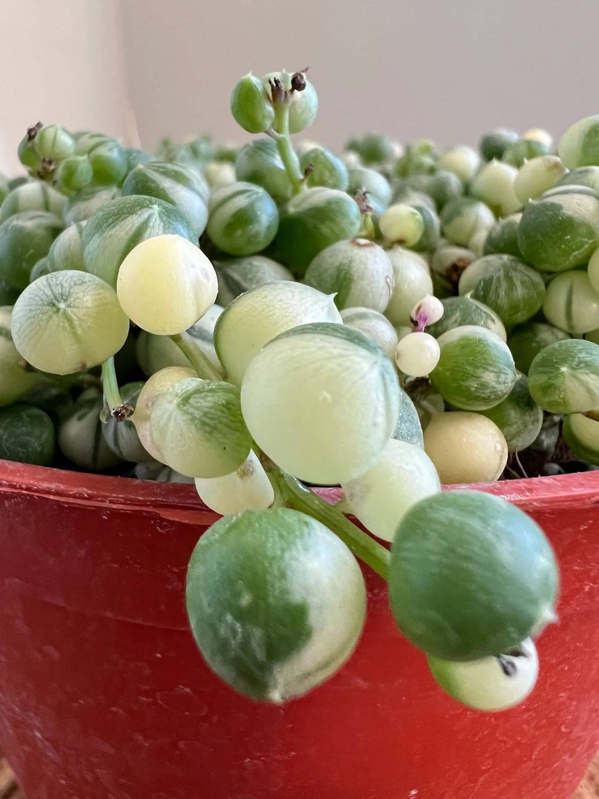Care Guide for Variegated String of Pearls