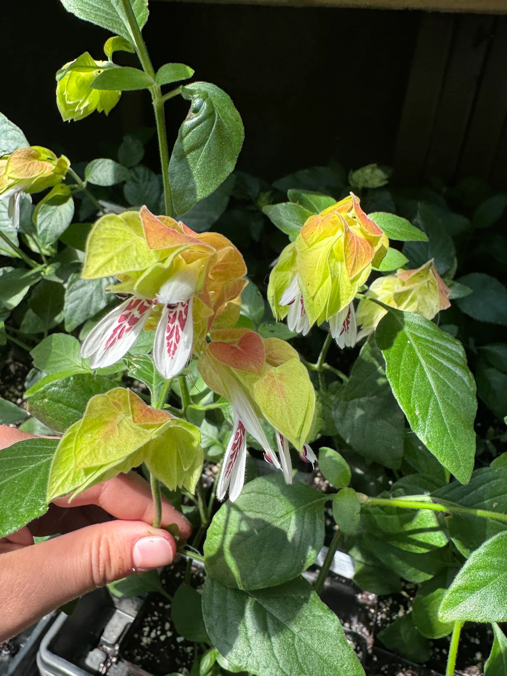 Care Guide for Variegated Shrimp Plant
