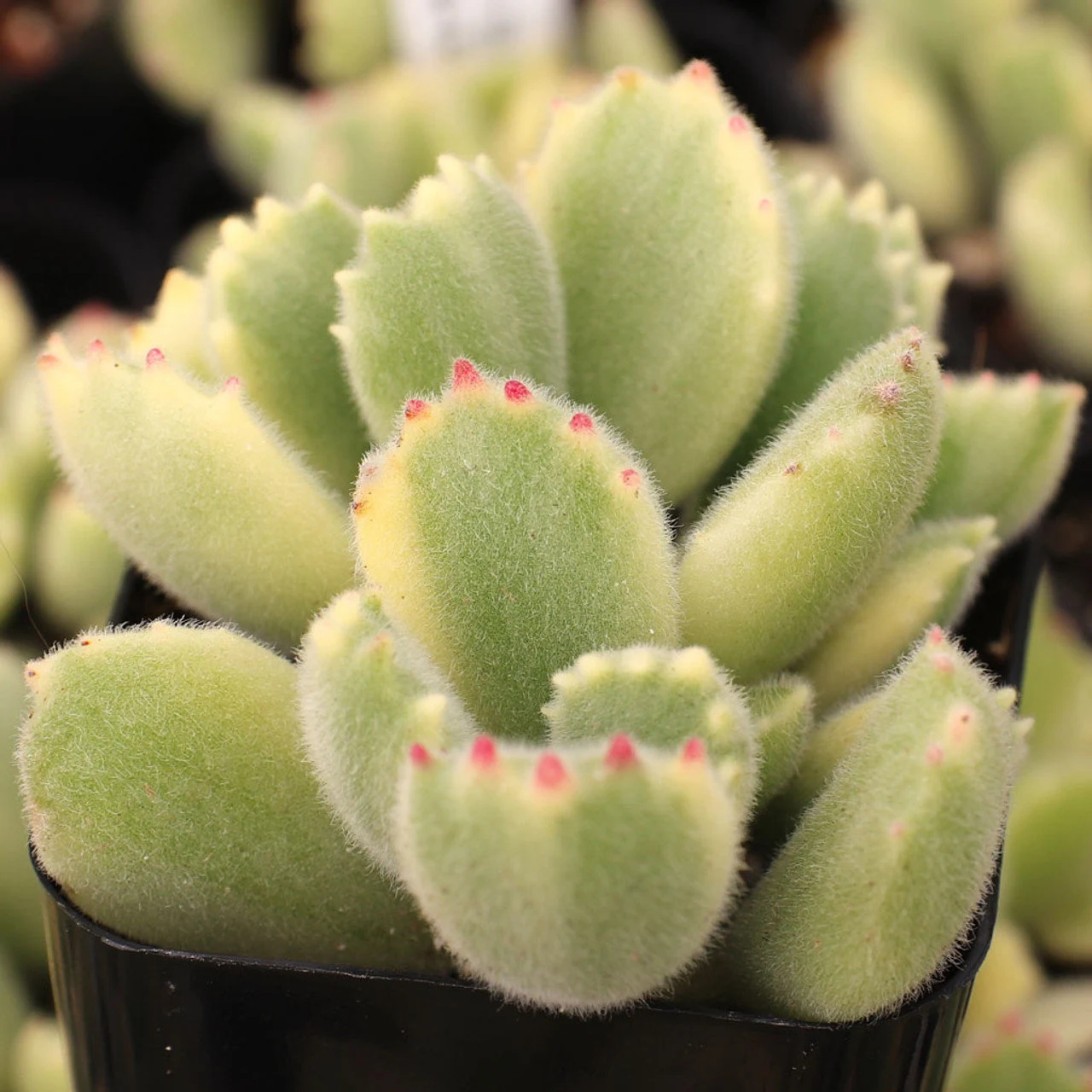 Care Guide for Variegated Bear Paw