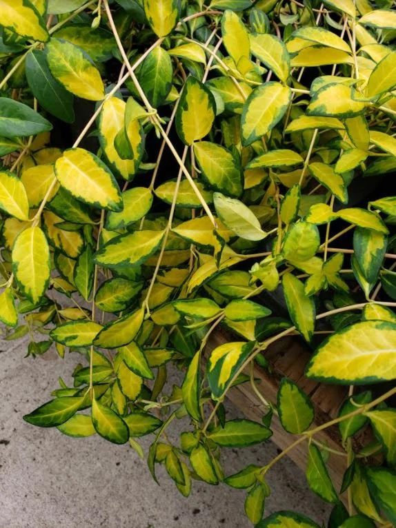 Care Guide for Vinca Illumination